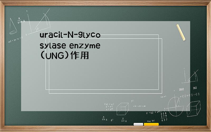 uracil-N-glycosylase enzyme (UNG)作用