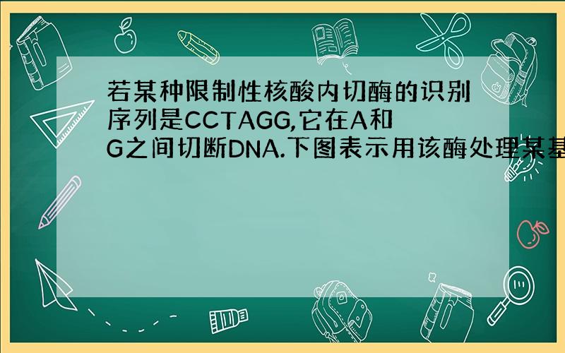 若某种限制性核酸内切酶的识别序列是CCTAGG,它在A和G之间切断DNA.下图表示用该酶处理某基因后产生的片段.下列有关