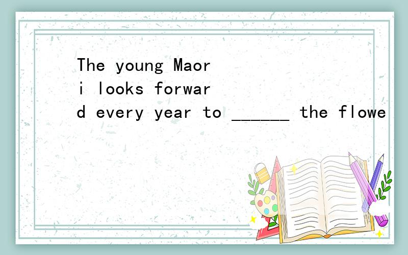 The young Maori looks forward every year to ______ the flowe