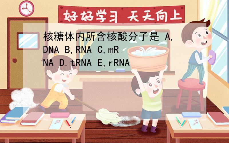 核糖体内所含核酸分子是 A,DNA B,RNA C,mRNA D.tRNA E,rRNA