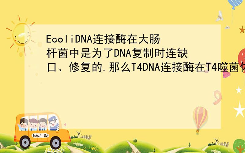 EcoliDNA连接酶在大肠杆菌中是为了DNA复制时连缺口、修复的.那么T4DNA连接酶在T4噬菌体中的作用是什么呢?（