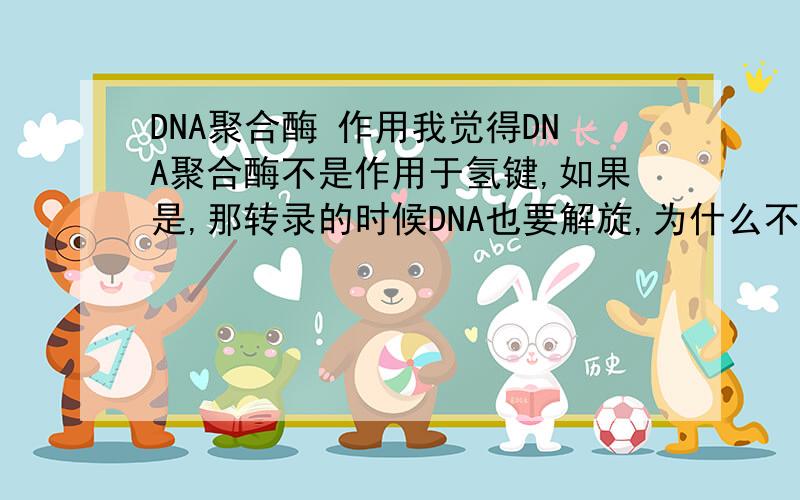 DNA聚合酶 作用我觉得DNA聚合酶不是作用于氢键,如果是,那转录的时候DNA也要解旋,为什么不要DNA聚合酶是使形成氢