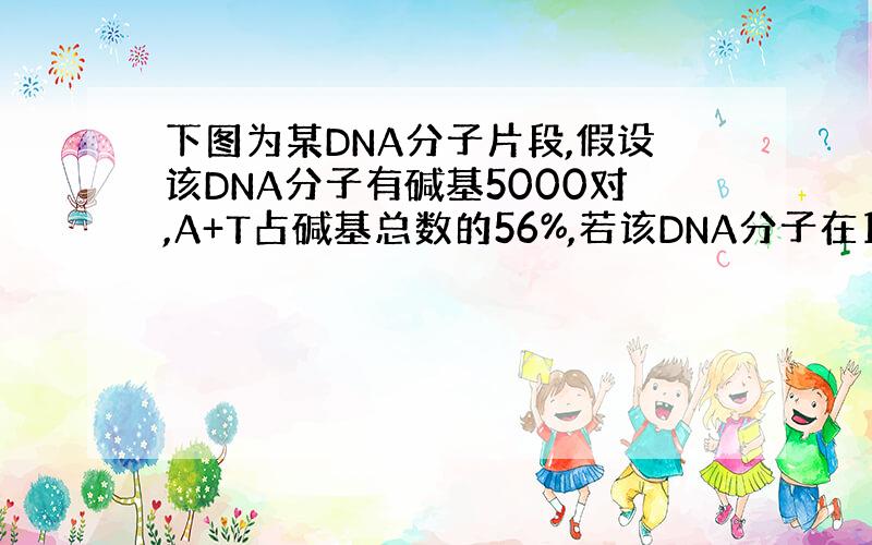 下图为某DNA分子片段,假设该DNA分子有碱基5000对,A+T占碱基总数的56%,若该DNA分子在14N的培养基中连续